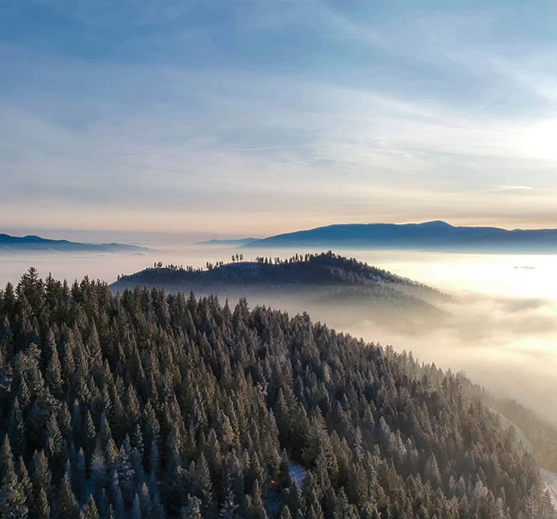 Frosted pine forest covering rolling mountains with low fog and soft sunrise light over Montana landscape