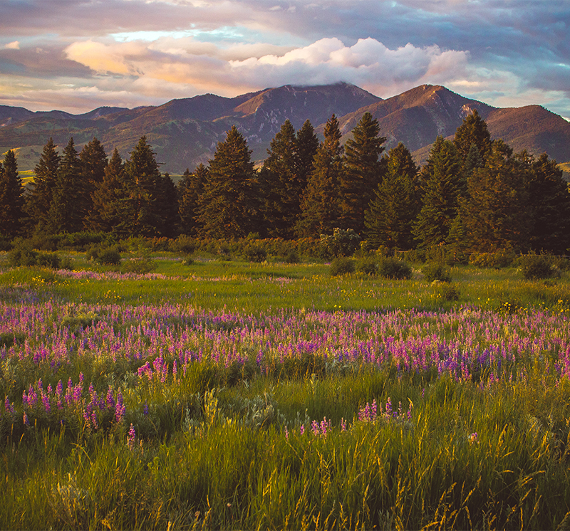 Bozeman mountain fieldscape