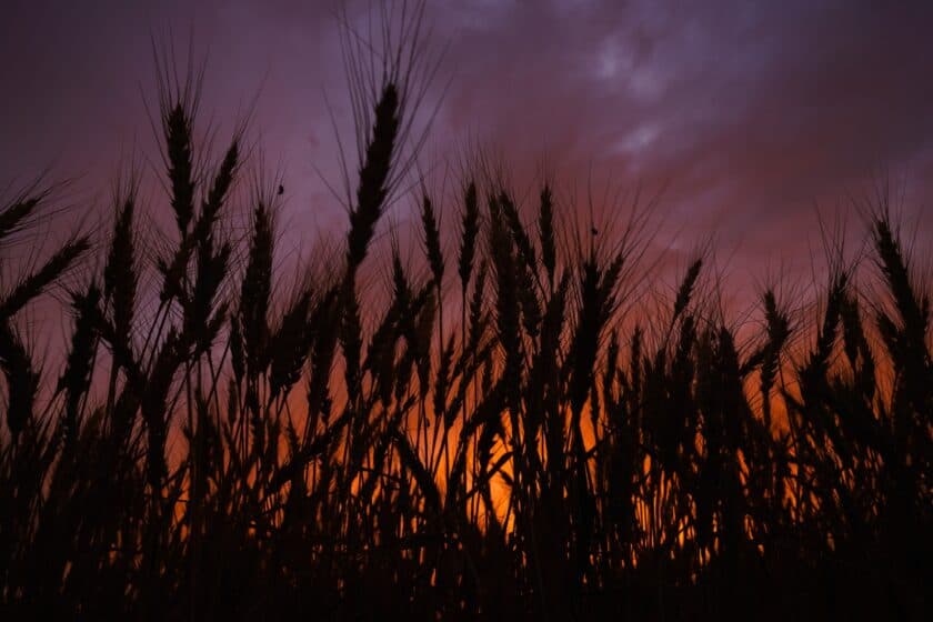 Stalks of wheat silhouetted against an orange and purple sunset.